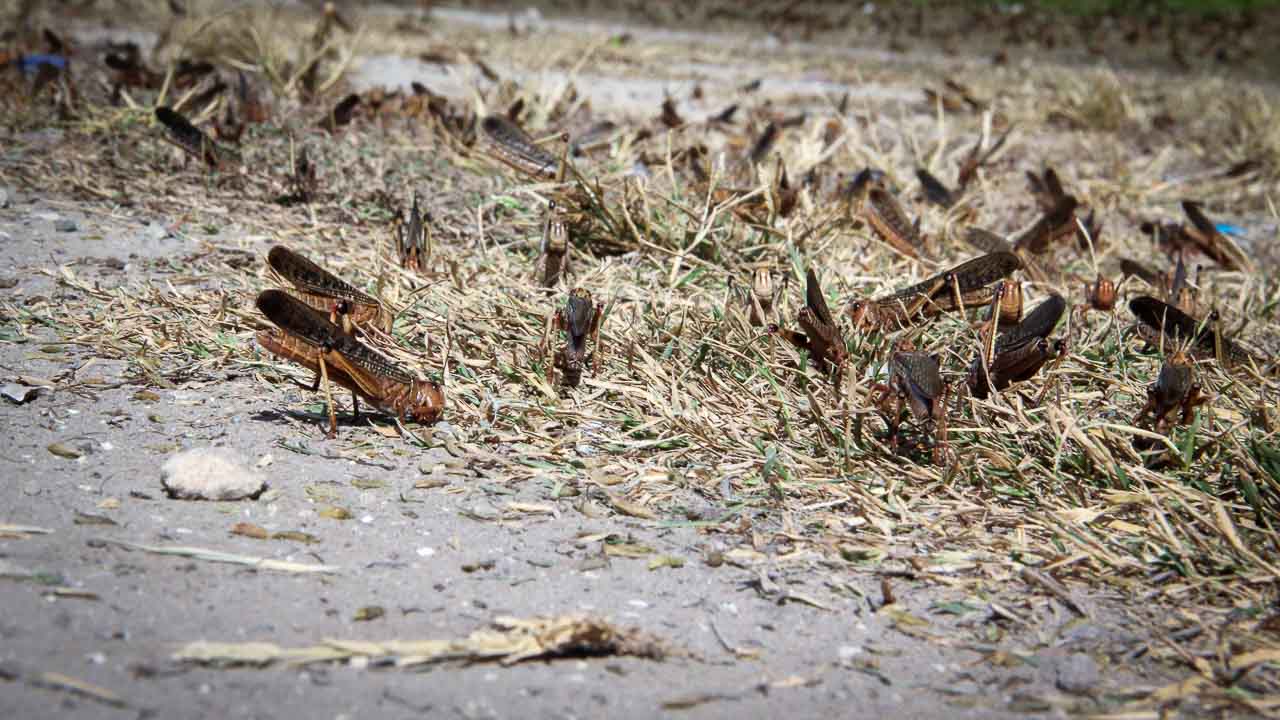 Grasshoppers destroy everything in their path and starve the villages.