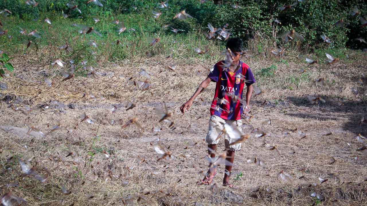 Grasshoppers destroy everything in their path and starve the villages.